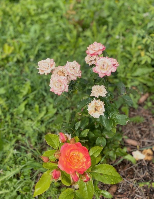 Сергиев Посад Дом