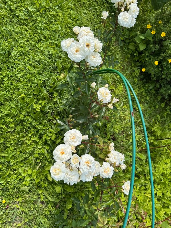 Сергиев Посад Дом