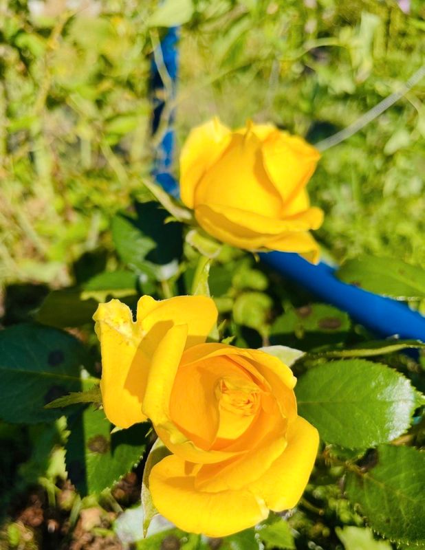 Сергиев Посад Дом