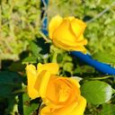 Сергиев Посад Дом